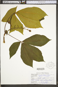 Aesculus flava image