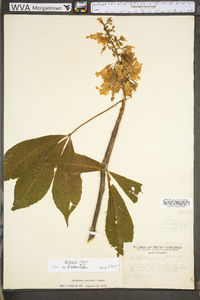 Aesculus flava image