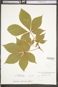 Aesculus flava image