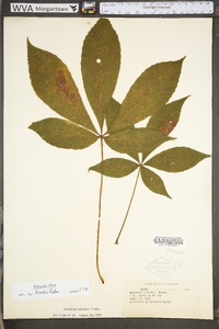 Aesculus flava image