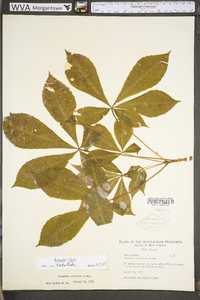 Aesculus flava image