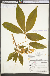 Aesculus flava image