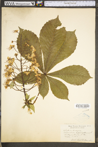 Aesculus hippocastanum image