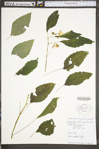 Impatiens pallida image