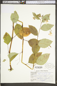 Impatiens pallida image