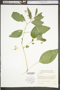 Impatiens pallida image