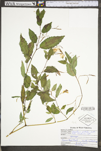 Impatiens pallida image