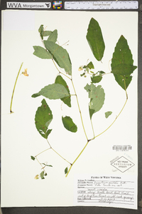 Impatiens pallida image