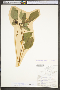 Impatiens pallida image