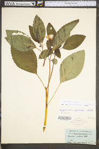 Impatiens pallida image