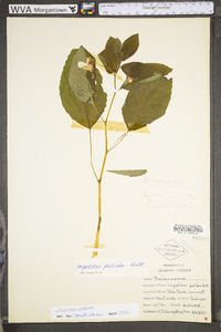 Impatiens pallida image