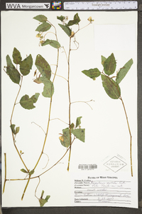 Impatiens pallida image