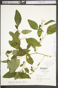 Impatiens pallida image