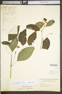 Impatiens pallida image