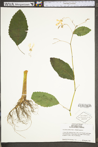 Impatiens pallida image