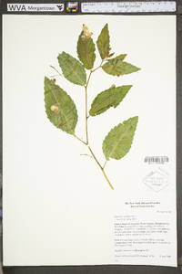 Impatiens pallida image