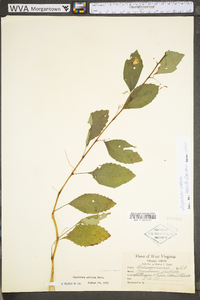 Impatiens pallida image