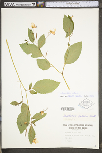 Impatiens pallida image