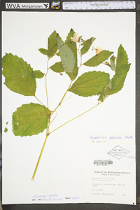 Impatiens pallida image