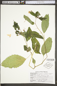 Impatiens pallida image