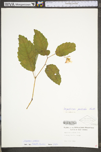 Impatiens pallida image