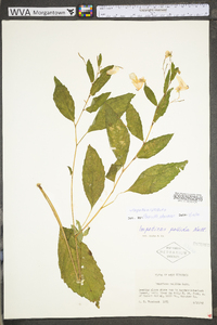 Impatiens pallida image