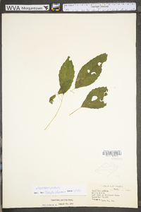 Impatiens pallida image