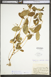 Impatiens pallida image