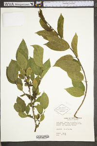 Rhamnus lanceolata subsp. lanceolata image