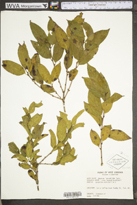 Rhamnus lanceolata image