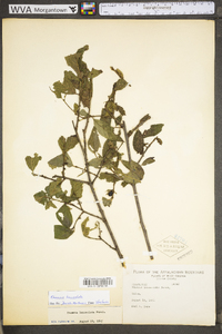 Rhamnus lanceolata image