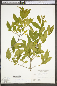 Rhamnus lanceolata image