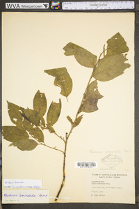 Rhamnus lanceolata image