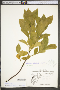 Rhamnus alnifolia image