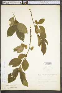 Rhamnus alnifolia image