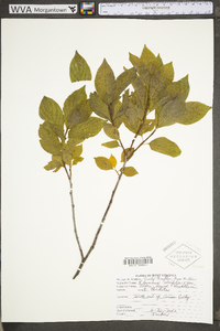 Rhamnus alnifolia image