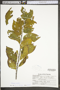 Rhamnus alnifolia image