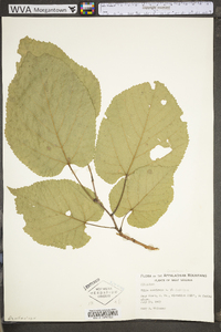 Tilia americana var. americana image