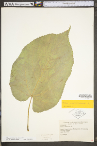 Tilia americana var. americana image