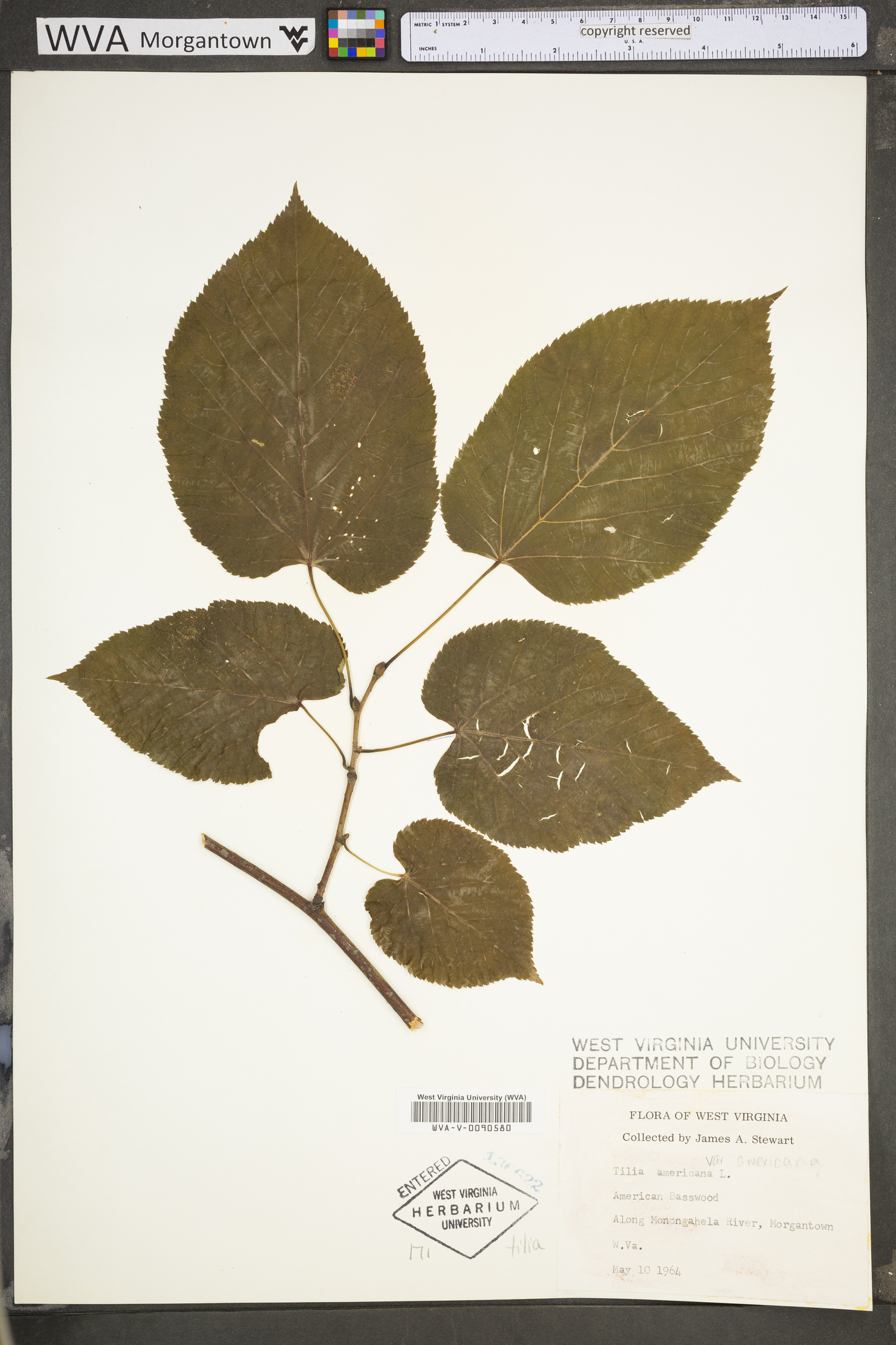 Tilia americana var. americana image
