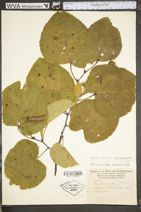 Tilia americana var. heterophylla image