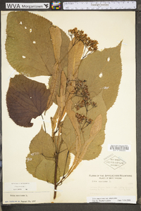 Tilia americana var. americana image