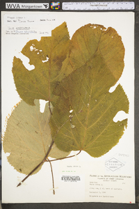 Tilia americana var. americana image