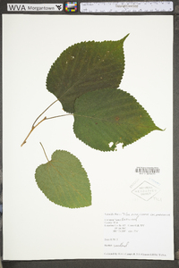 Tilia americana var. americana image