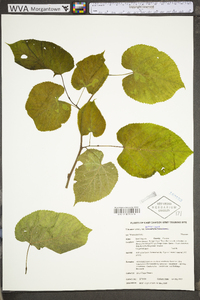 Tilia americana var. heterophylla image