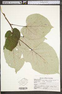 Tilia americana var. heterophylla image