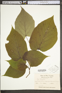 Tilia americana var. heterophylla image