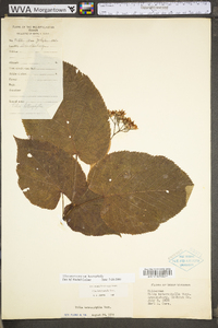 Tilia americana var. heterophylla image