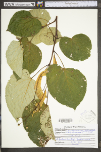 Tilia americana var. heterophylla image