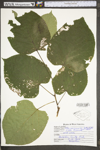 Tilia americana var. heterophylla image